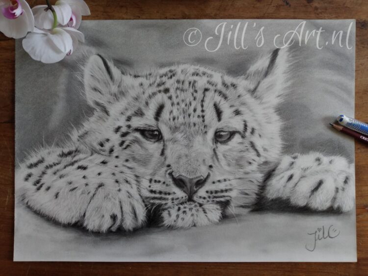 snowleopard-drawing-art-sketch-wildlife