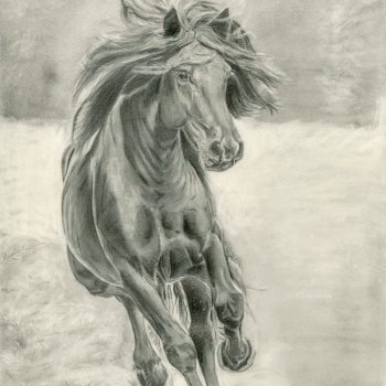 merens-paard-tekening-framed-art-karen-broemelsick-print-afdruk