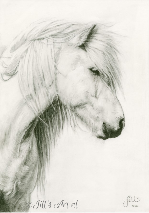 white-icelandic-horse-paard-ijslander-ijslandsepaardenkunst-kunstijslander