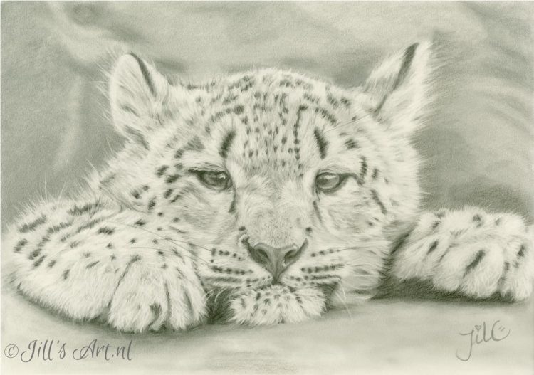 baby-snowleopard-sneeuwluipaard-luipaard-mooi-wildlife-tekening-kunts-art-kunst