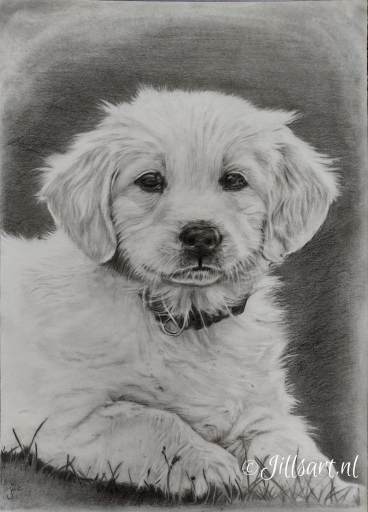 noortjes-tekeing-tekening-art-kunst-huisdierportret-pet-portrait-drawing-puppy-zwart-wit