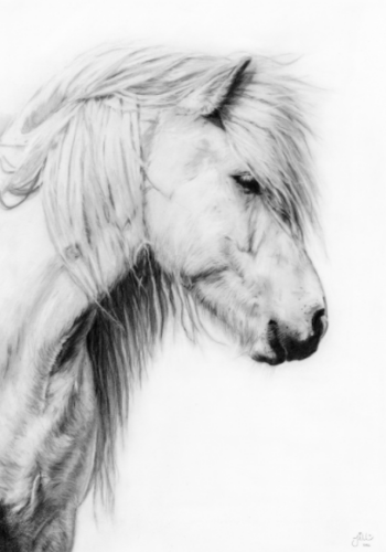 🔴!VERKOCHT! Originele potlood Tekening | 'White Beauty' - A3 - incl lijst
