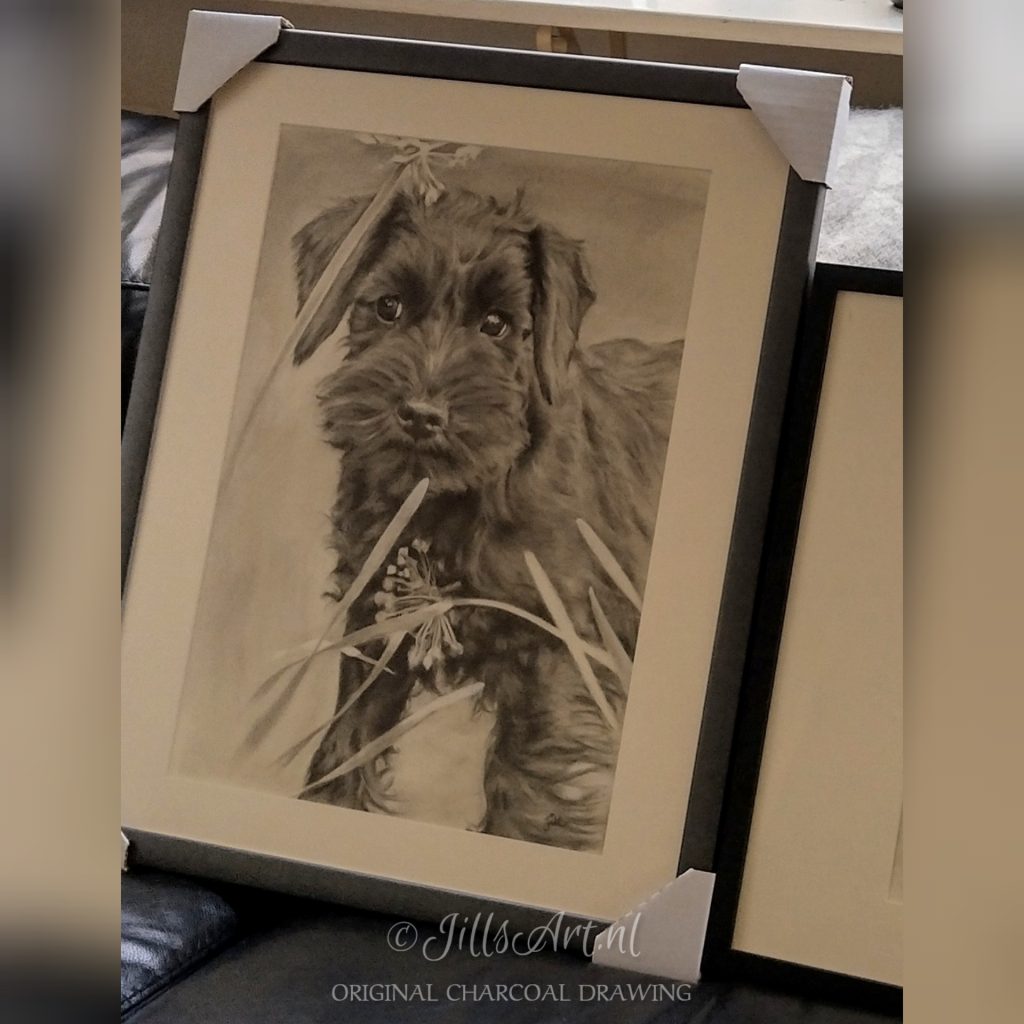 dog-hond-portret-professioneel-protret-portrait-doglove-puppylove-drawing-charcoal-contemporaryart-realism-realisme-kunst-homedeco-decoratie-liefde-huisdier-persoonlijk-metliefde-gemaakt-Jill-getekend-snauzer-dwergschnauzer-schnauzer-hondje