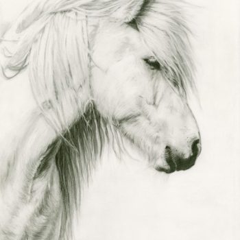 Ijslander-ijslandspaard-paard-pony-tekening-tekenen-tekeningen-drawing-schetsen-potlood-potloodtekening-mooieschets-schets-2b-potlood-potloden-schets