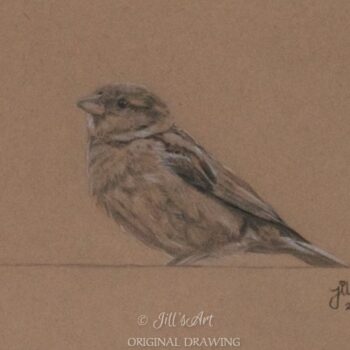 mus-meisje-sparrow-vogeltje-tekening-drawing-vrij-werk-liefde-vogel-vogelteldag