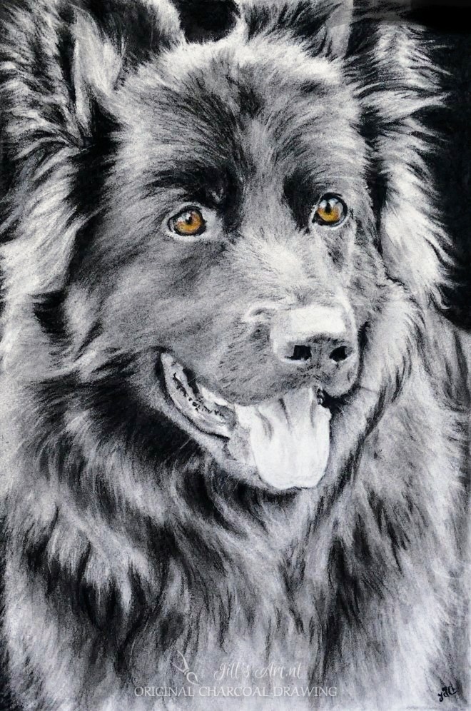 Mr. D-dogportrait-hondenportret-lichtwerker-transliterair-kunstenares-tekening-houtskool-overleden-duitseherder-herder-duits-memorial-portret-hond-liefde-hondenliefde-overleden-hond-portret-tekening-artwork-opdracht