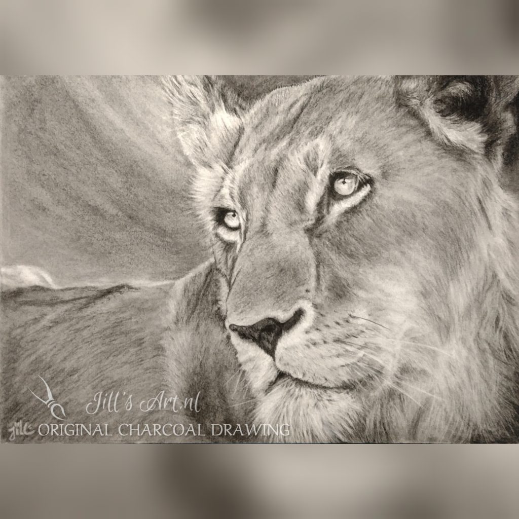 leeuwin-lioness-drawing-tekening-wildlife-dierenportret-dieren-animals-animal-portrait-portret-memorial-in-memoriam-leeuw-houtskool