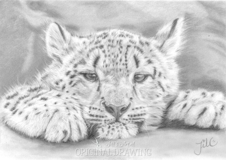 baby snow leopard sneeuwluipaard mike rodenburg schattig tekenning cadeau speciaal