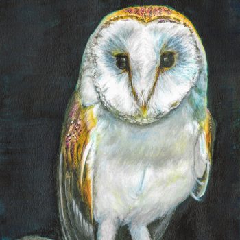 barnowl owl uil uiltjes uiltje aquarel watercolor