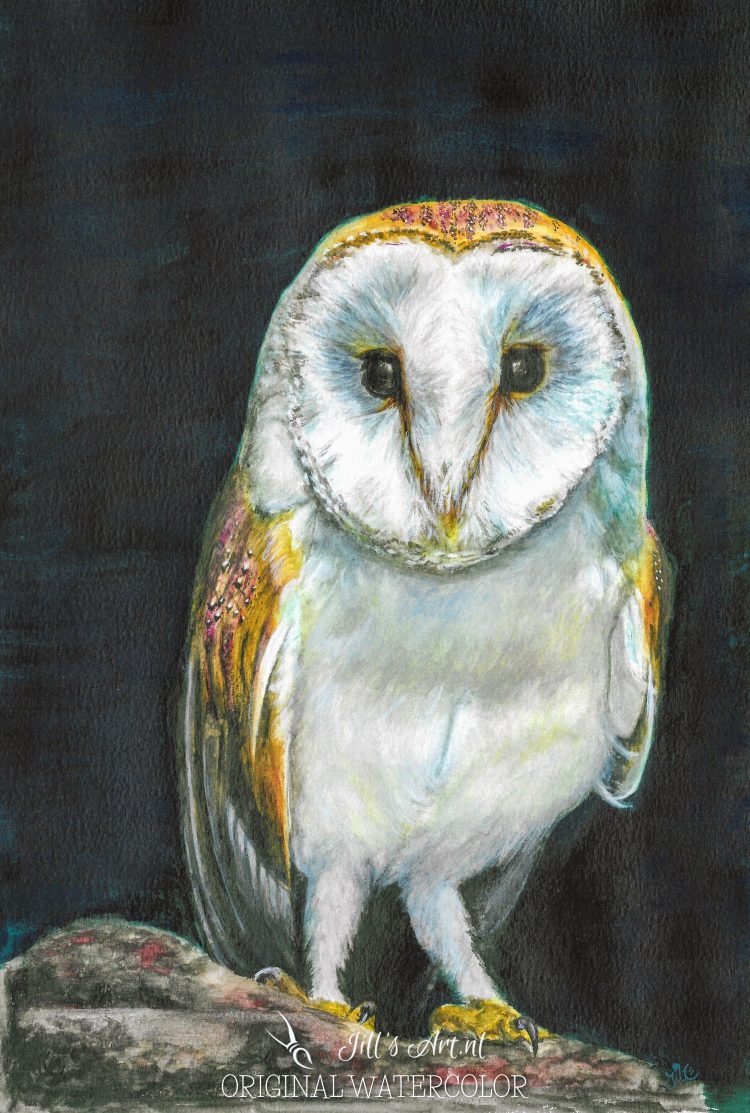 barnowl owl uil uiltjes uiltje aquarel watercolor