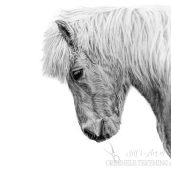 IJslands paard tekening MU fotografie en JillsArt samen tekening van je paard, potloodtekening, paardenportret met details en karakter