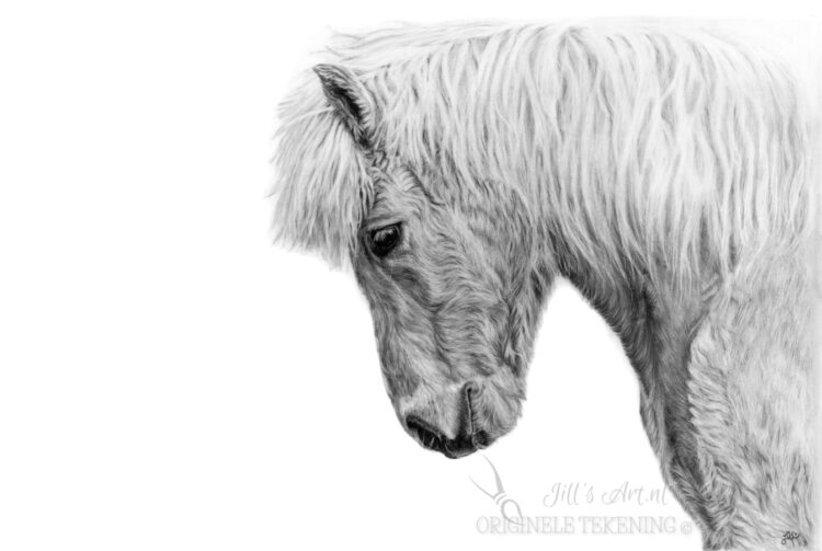 IJslands paard tekening MU fotografie en JillsArt samen tekening van je paard, potloodtekening, paardenportret met details en karakter