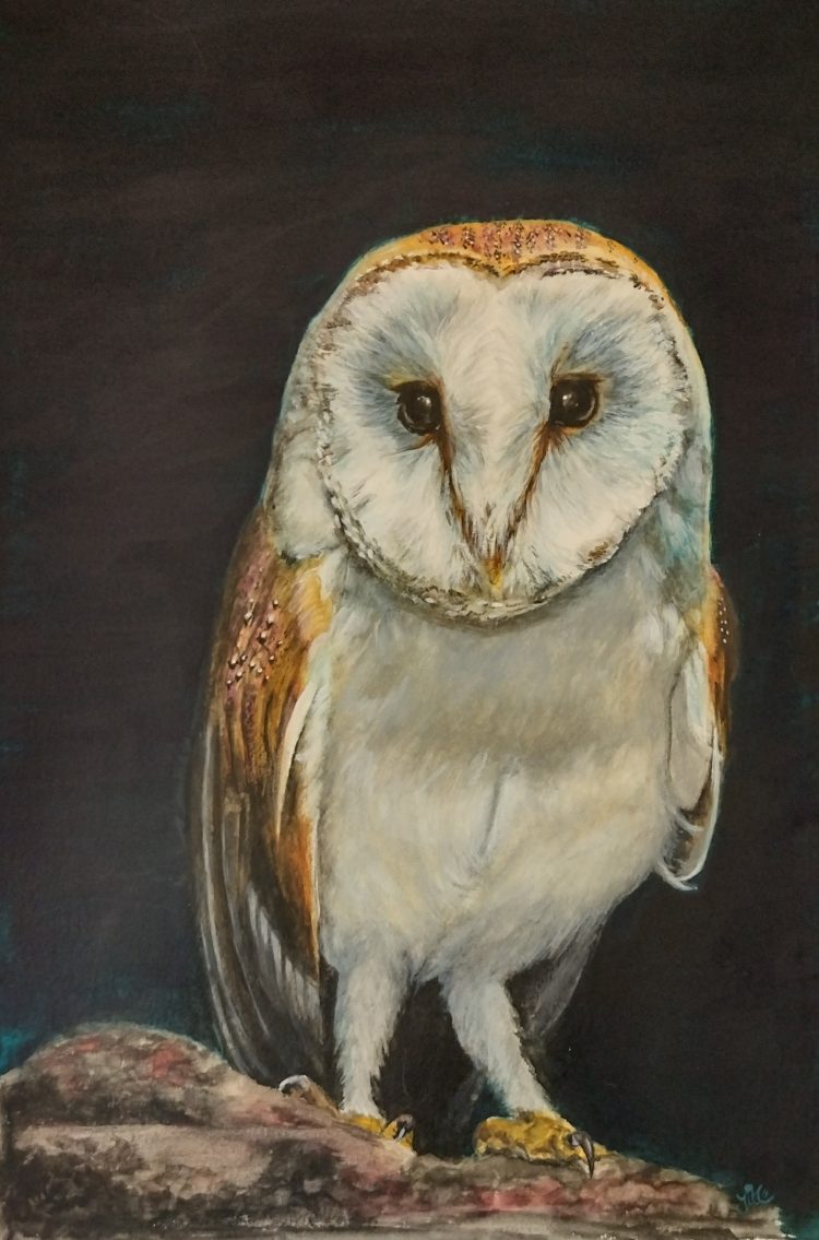 kerkuiltje aquarel jillsart barnowl long legged langbenig uiltje