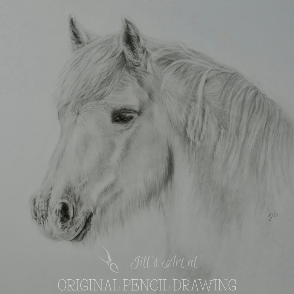 camargue horse paard drawing tekening