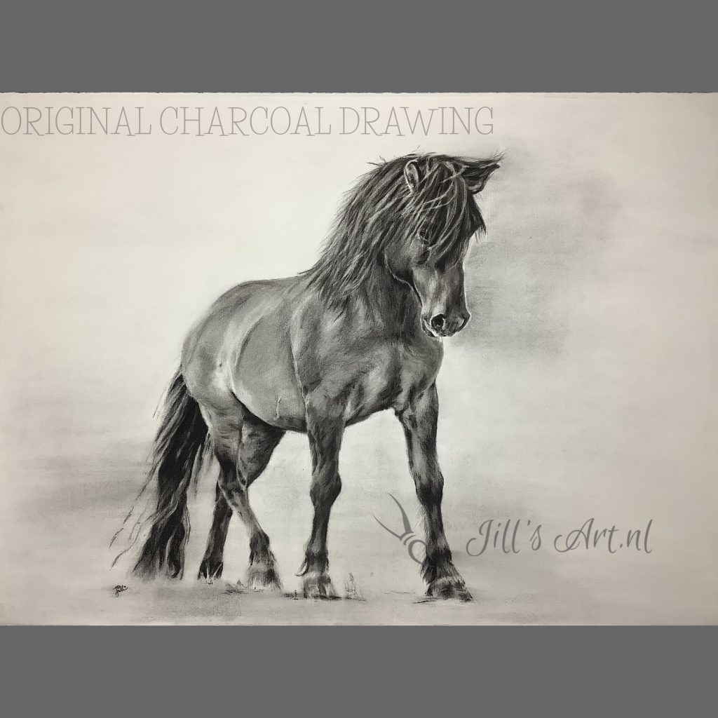 Wild paard, konink. Een wilde hengst met houtskool (charcoal drawing) op Fabriano papier