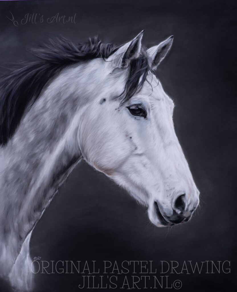 KWPN pastel tekening van je paard opdracht, schilderij van je paard. 60x60 cm