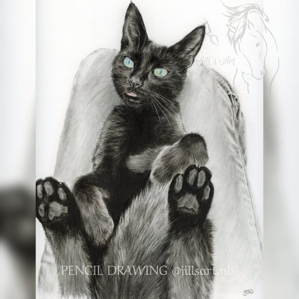 zwarte kat kees tekening van poes overleden 