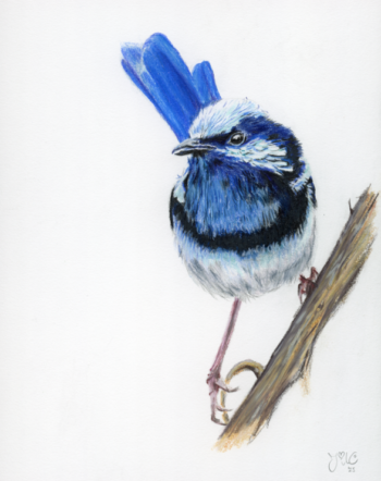 Reproductie | Giclée "Prachtelfje" (kleurpotloden tekening) 20x25cm