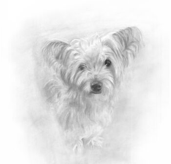 Reproductie | Giclée "Binky" (tekening) 20x20cm